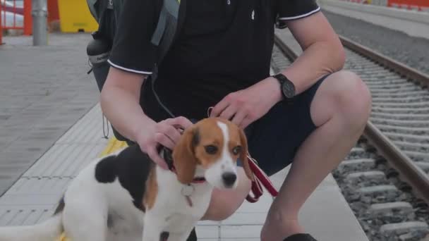 Resenären väntar vid järnvägsstationen. Äldre backpacker och hans beagle dog. Mannen smekte sin hängivna beagle hund. Ägare hand smekande hund. Närbild av lycklig hund. Ägaren älskar husdjur. Människa och djur — Stockvideo