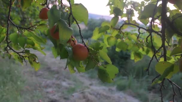 나무 가지에 달려 있는 맛있고 아름다운 살코기 열매. 화창 한 여름날입니다. 촬영된 석양 — 비디오