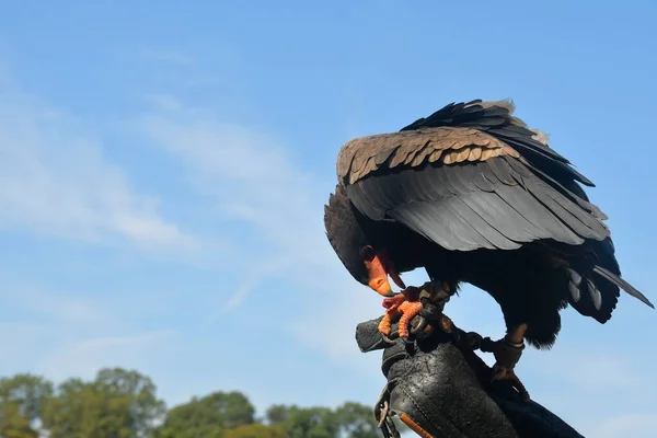 Uccello rapace a portata di falconiere. Falconer mano tiene uccello rapace sullo sfondo del cielo blu — Foto Stock