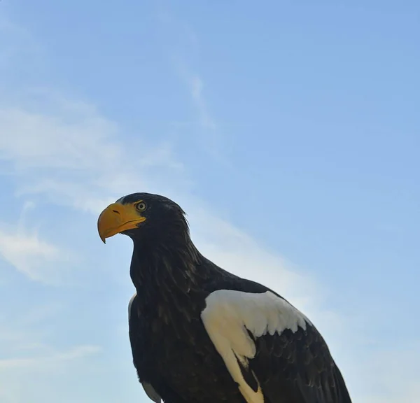 Stellers havsörn - Haliaeetus pelagicus - är en stor rovfågel i familjen Accipitridae. Bird of prey på blå bakgrund — Stockfoto