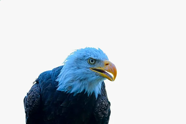 The bald eagle - Haliaeetus leucocephalus - is a bird of prey found in North America. The bald eagle is the national bird of the United States of America. Bald eagle on white backround and big copy — Stock Photo, Image