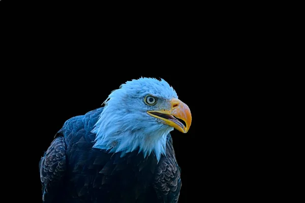 Der Weißkopfseeadler - Haliaeetus leucocephalus - ist ein Greifvogel, der in Nordamerika vorkommt. Der Weißkopfseeadler ist der nationale Vogel der Vereinigten Staaten von Amerika. Weißkopfseeadler auf schwarzem Hintergrund und großer Kopie — Stockfoto