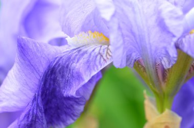 Güzel Menekşe iris Çiçek bahçesinde