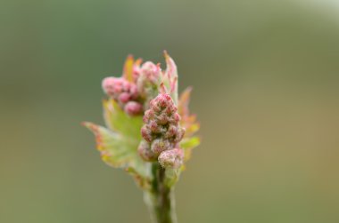 Bud ara a yeşil artalan üzerinde şarap üzüm şarapları