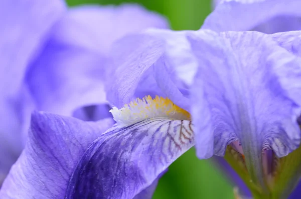 Όμορφη βιολετί ίριδας λουλούδι στον κήπο — Φωτογραφία Αρχείου