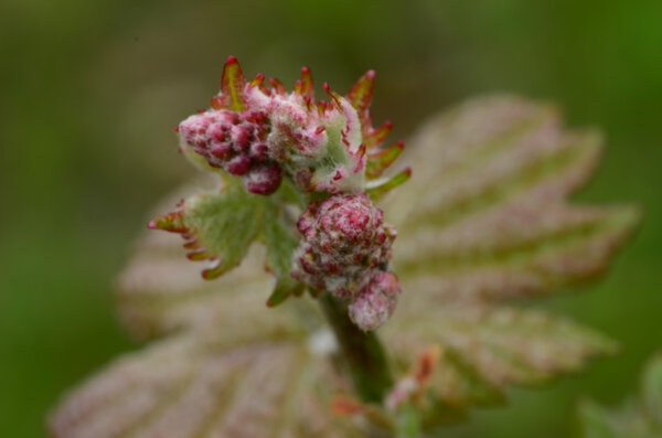 Буд брейк винограда на зеленом фоне
