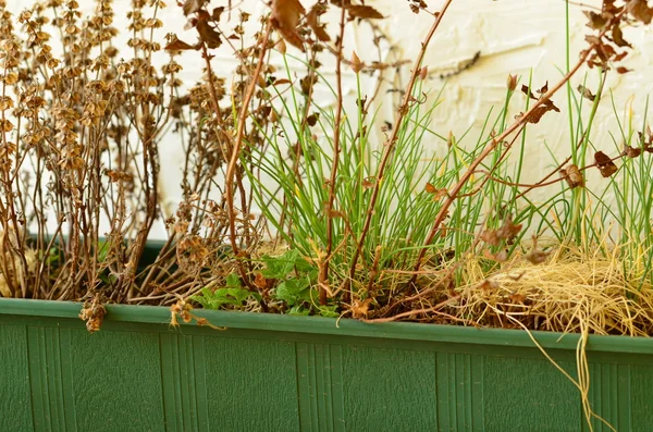 Plantera gräslök, persilja, timjan, rosemarine och basilika med gardenning verktyg. — Stockfoto