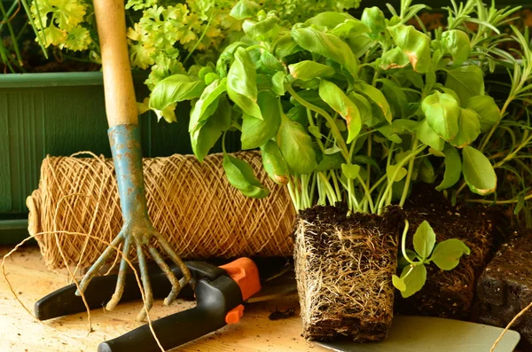 Plantación de cebollino, perejil, tomillo, rosemarina y albahaca con herramientas de jardinería . —  Fotos de Stock