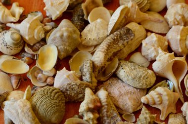 kabukları ahşap zemin üzerinde