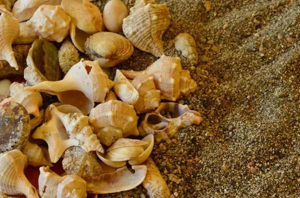 Kabukları kahverengi ahşap zemin üzerinde