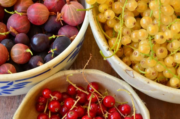 Ribes e uva spina — Foto Stock