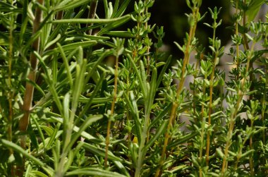 Kekik ve fesleğen, baharatlı natürmort