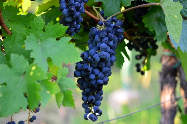 Lila rote Trauben mit grünen Blättern — Stockfoto