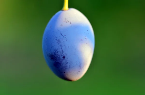 Ciruela de cosecha propia y fondo verde — Foto de Stock