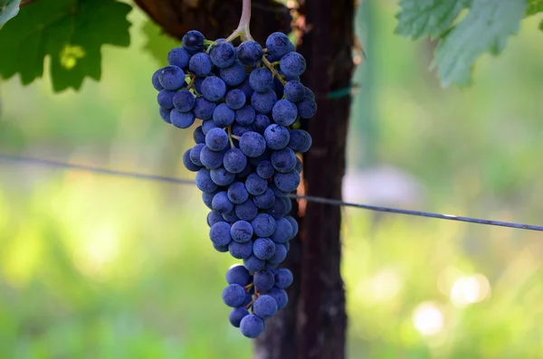 Lila rote Trauben mit grünen Blättern — Stockfoto