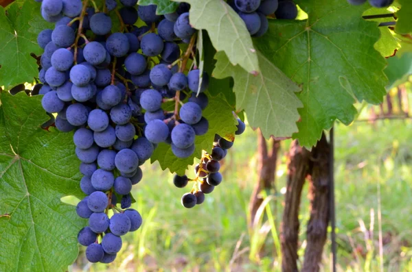 Lila rote Trauben mit grünen Blättern — Stockfoto