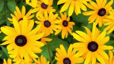 Rudbeckia hirta, Asteraceae familyasından Kuzey Amerika 'da yetişen bir çiçek bitkisidir. Papatya gibi sarı çiçek başlarıyla 1 metreye kadar büyür. Çok sayıda tarikat var. Yaz konsepti