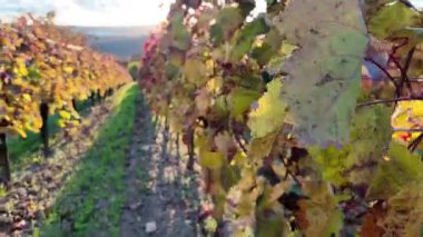 Hasattan sonra bir sonbahar üzüm bağının manzarası. Gün batımında bir üzüm bağının renkli sonbahar yaprakları. Renkli sonbahar ve gün batımında üzüm toplama kavramı.