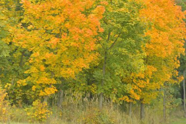 Sonbaharda renkli ağaçların manzarası. Ağaçlarda ve yapraklarda sonbahar renkleri. Ağaçtaki altın sonbahar yaprakları. Sonbahar ve yaklaşan kış kavramı. Yüzeyin derinliği. Makro resim, yakın plan
