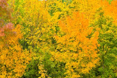 Renkli sonbahar ağaçlarının manzarası. Ağaçtaki altın sonbahar yaprakları. Sonbahar ve gelecek kış kavramı. Yüzeyin derinliği. Makro resim, yakın plan