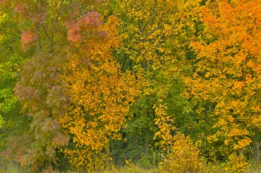 Renkli sonbahar ağaçlarının manzarası. Ağaçtaki altın sonbahar yaprakları. Sonbahar ve yaklaşan kış kavramı. Yüzeyin derinliği. Makro resim, yakın plan