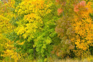 Renkli sonbahar ağaçlarının manzarası. Ağaçtaki altın sonbahar yaprakları. Sonbahar ve gelecek kış kavramı. Yüzeyin derinliği. Makro resim, yakın plan