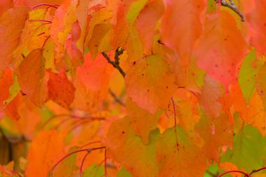 Ağaçtaki sonbahar yapraklarının manzarası. Ağaçlarda sonbahar renkleri. Yeşillikte sonbahar renkleri. Makro görüntü, yakın plan. Tam renkli arkaplan ve duvar kağıdı. Sonbahar renkleri ve yaklaşan kış kavramı