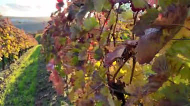 Hasattan sonra bir sonbahar üzüm bağının manzarası. Gün batımında bir üzüm bağının renkli sonbahar yaprakları. Renkli sonbahar ve gün batımında üzüm toplama kavramı