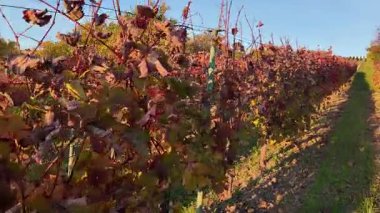 Üzüm hasadından sonra bir sonbahar dedikodusu içinde yürüyorum. Üzüm bağı yapraklarının sonbahar renkleri. Renkli sonbahar ve sonbahar renkleri kavramı