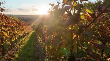 Bir sonbahar üzüm bağında yürüyorum. Asma yapraklı renkli sonbahar yaprakları. Renkli sonbahar ve sonbahar renkleri kavramı