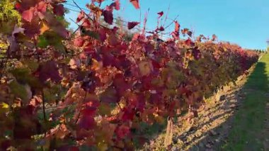 Bir sonbahar üzüm bağında yürüyorum. Asma yapraklı renkli sonbahar yaprakları. Renkli sonbahar ve sonbahar renkleri kavramı