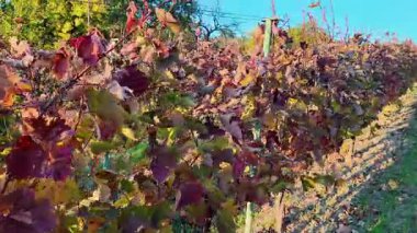 Üzüm hasadından sonra bir sonbahar üzüm bağında yürüyorum. Üzüm bağında sonbahar renkleri. Sonbahar yeşilliği ve renkleri. Sonbahar üzümbağında gün batımı