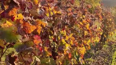 Üzüm hasadından sonra bir sonbahar dedikodusu içinde yürüyorum. Üzüm bağı yapraklarının sonbahar renkleri. Renkli sonbahar ve sonbahar renkleri kavramı