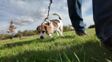 Çayırda bir köpekle yürümek. Bir kız köpeğiyle sonbahar manzarasında yürüyor. Hayvanlarla arkadaşlık kavramı. Yavaş çekim