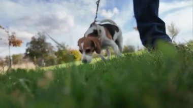 Çayırda bir köpekle yürümek. Bir kız evcil hayvanıyla sonbahar arazisinde yürüyor. Hayvanlarla arkadaşlık kavramı. Yavaş çekim