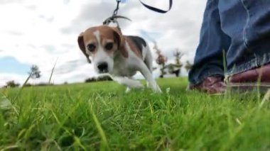 Çayırda bir köpekle yürümek. Bir kız köpeğiyle sonbahar manzarasında yürüyor. Köpekler ve hayvanlarla arkadaşlık kavramı. Süper yavaş çekim, kısmen bulanık. Arka planda Hıristiyan haçı