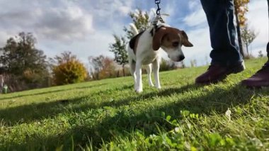 Çayırda bir köpekle yürümek. Bir kız evcil hayvanıyla sonbahar arazisinde yürüyor. Hayvanlarla arkadaşlık kavramı. Yavaş çekim