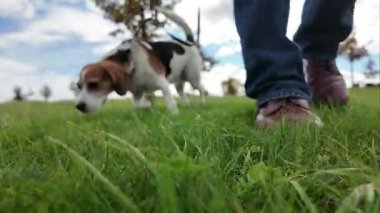 Çayırda bir köpekle yürümek. Bir kız köpeğiyle sonbahar manzarasında yürüyor. Köpekler ve hayvanlarla arkadaşlık kavramı. Süper yavaş çekim, kısmen bulanık