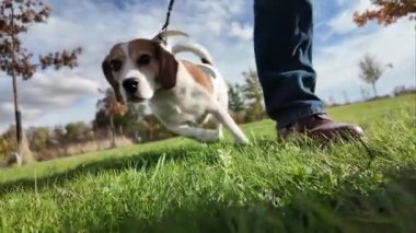 Çayırda bir köpekle yürümek. Bir kız evcil hayvanıyla sonbahar arazisinde yürüyor. Hayvanlarla arkadaşlık kavramı. Yavaş çekim