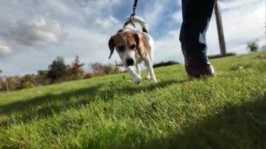 Çayırda bir köpekle yürümek. Bir kız evcil hayvanıyla sonbahar arazisinde yürüyor. Hayvanlarla arkadaşlık kavramı. Yavaş çekim