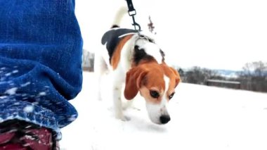 Karlı bir kış manzarasında yürüyen bir köpek. Karda köpeğini gezdiren genç bir kız. Kış vakti ve köpeği gezdirme. Kızların botlarından kar sıçrıyor. Dostluk ve evcil hayvan sevgisi kavramı. Köpeğin bakış açısı. Yavaş çekim