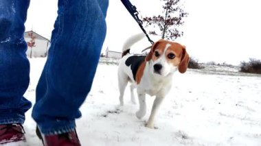 Karlı bir kış manzarasında yürüyen bir köpek. Karda köpeğiyle yürüyen genç bir kız. Kış havası ve köpeği gezdirme. Kadın çizmelerinden kar damlıyor. Dostluk ve evcil hayvan sevgisi kavramı. Yavaş çekim