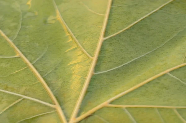 Back of green leaf. Blurry and dreamy background — Stock Photo, Image