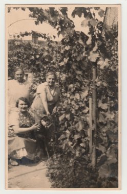 Vintage photo shows women in the back yard with grapes, circa 1930.