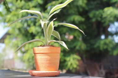 Yeşil doğa bitki saksı odaklı