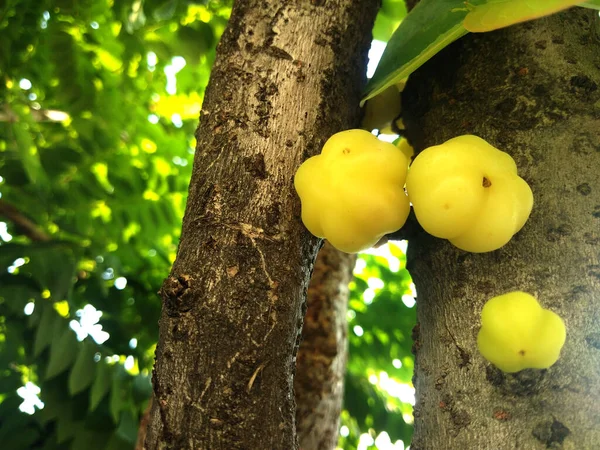Tayland 'da üzümlü ekşi meyve
