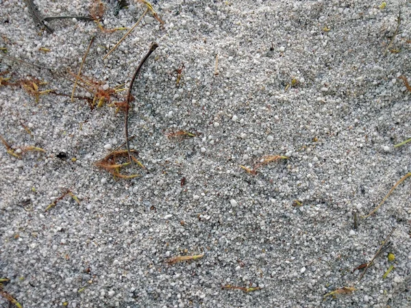 Kumda yapraklar ve kuru çiçek yaprakları var. Kumsalda