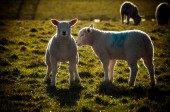 Картина, постер, плакат, фотообои "little lambs in wales", артикул 91708300