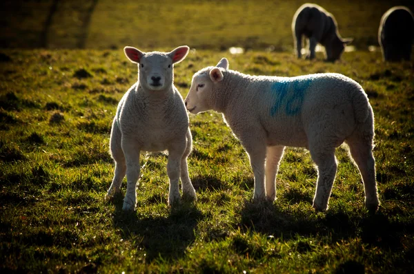 Little lambs in Wales