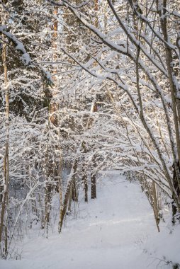 Ormanın büyüleyici manzarası, karla kaplı güzel ağaçlarla çevrili, Letonya doğası, ormanda kış